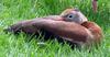 Black-bellied Whistling-Duck