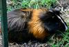 Guinea-Pig