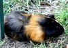 Guinea-Pig