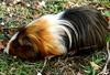 Guinea-Pig