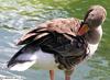 Greylag Goose