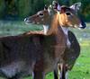 Antelopes' Duet (exactly called 