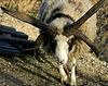 4 horns' Ram