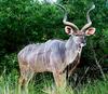 Antelope (a 'Kudu')