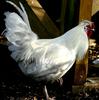 Chicken (a very white one)