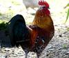 Cock (the white Chicken's partner)