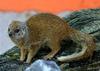 Mongoose