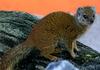 Mongoose