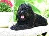 Dog (