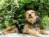 Dog (