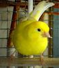 Bird (my other Canary called 