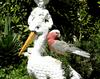 Parrot Cockatoo-Rosalbin (