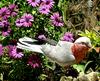 Parrot Cockatoo-Rosalbin (