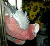 Parrot Cockatoo-Rosalbin (