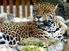 Jaguar (