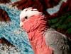 Parrot (Cockatoo-Rosalbin)