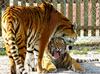 Siberian-Tigers (