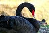 Black-Swan