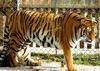 Siberian-Tiger (