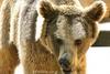 Brown-Bear