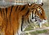 Siberian-Tiger (