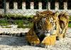 Siberian-Tiger (
