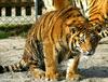 Siberian-Tiger (