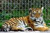 Siberian-Tiger (