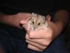 dwarf hamster