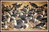 쇠기러기 무리 Anser albifrons (Greater White-fronted Goose) / 디지스코핑