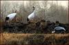 새 중의 새, 두루미 Grus japonensis (Red-crowned Cranes)