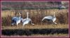 이런 장면을 보면 괜히 눈물이 나올 것만 같다. | 재두루미 Grus vipio (White-naped Crane)