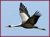 완벽한 아름다움 / 재두루미의 비행 | 재두루미 Grus vipio (White-naped Crane)