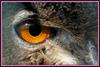 누굴 원망할 줄은 알까... / 수리부엉이의 눈 | 수리부엉이 Bubo bubo (Eurasian Eagle Owl)