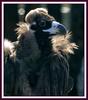 내 고향으로 날 보내주... / 독수리 | 독수리 Aegypius monachus (Cinereous Vulture)