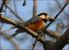 아이고, 입 찢어지겠다.../ 곤줄박이 | 곤줄박이 Parus varius (Varied Tit)