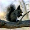 알밤 식사하는 청설모 | 청설모 Sciurus vulgaris vulgaris (Korean Tree Squirrel)