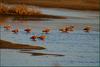 황금오리(황오리) | 황오리 Tadorna ferruginea (Ruddy Shelduck)