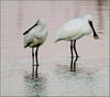 노랑부리 저어새의 숫가락 같은 부리 | 노랑부리저어새 Platalea leucorodia (Eurasian Spoonbill)