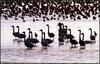 No Mans Land... | 고니 Cygnus columbianus (Tundra Swan)