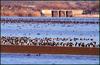 새들이 있는 호수 풍경 | 청둥오리 Anas platyrhynchos (Mallard Ducks)