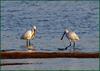 더듬더듬... / 저어새 | 노랑부리저어새 Platalea leucorodia (Eurasian Spoonbill)