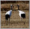 두루미 / 디지스코핑 | 두루미 Grus japonensis (Red-crowned Crane)