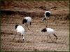 디지스코핑 / 두루미 가족 | 두루미 Grus japonensis (Red-crowned Crane)