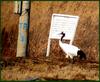 안내문 읽는 두루미 | 두루미 Grus japonensis (Red-crowned Crane)