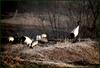 고난도 디지스코핑 / 보초 서는 어미 두루미 | 두루미 Grus japonensis (Red-crowned Crane)