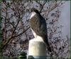 참매 / 디지스코핑 | 참매 Accipiter gentilis (Northern Goshawk)