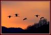 황혼과 두루미 | 두루미 Grus japonensis (Red-crowned Crane)