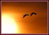 태양을 향하여 / 한쌍의 두루미 062 | 두루미 Grus japonensis (Red-crowned Crane)