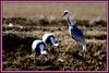 자식을 바라보는 눈길은 / 재두루미 | 재두루미 Grus vipio (White-naped Crane)